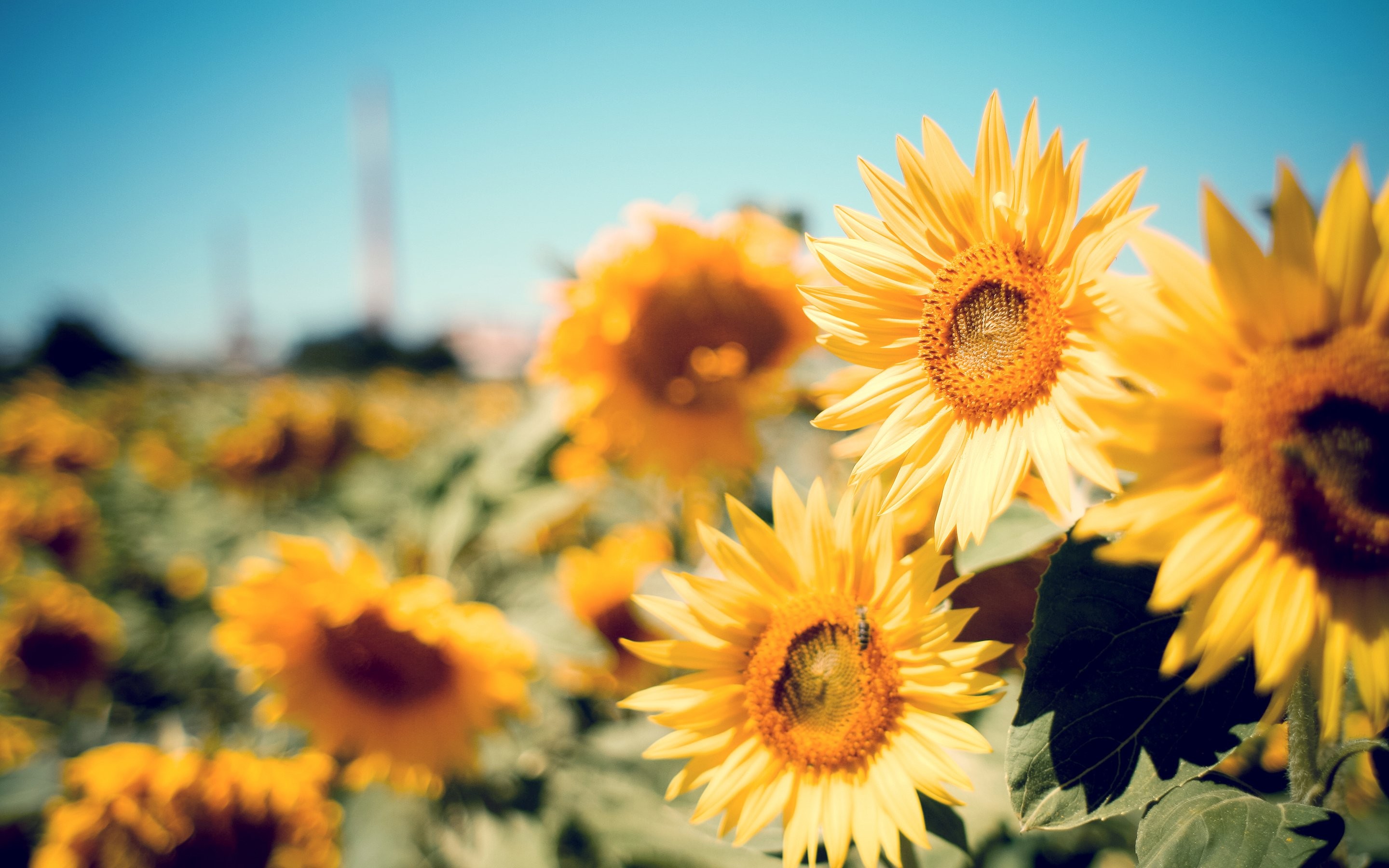 Desktop Wallpaper Sunflower - HD Wallpaper 