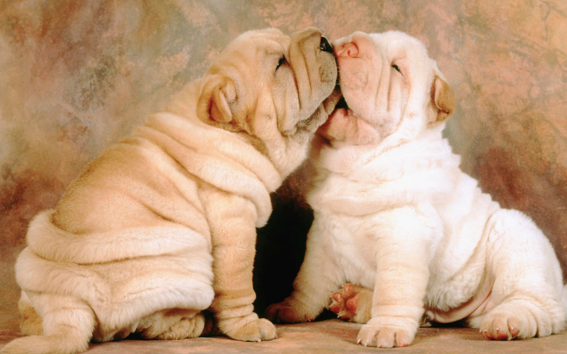 Cute Shar Pei Dogs Wallpaper - Beige Shar Pei Puppy - HD Wallpaper 