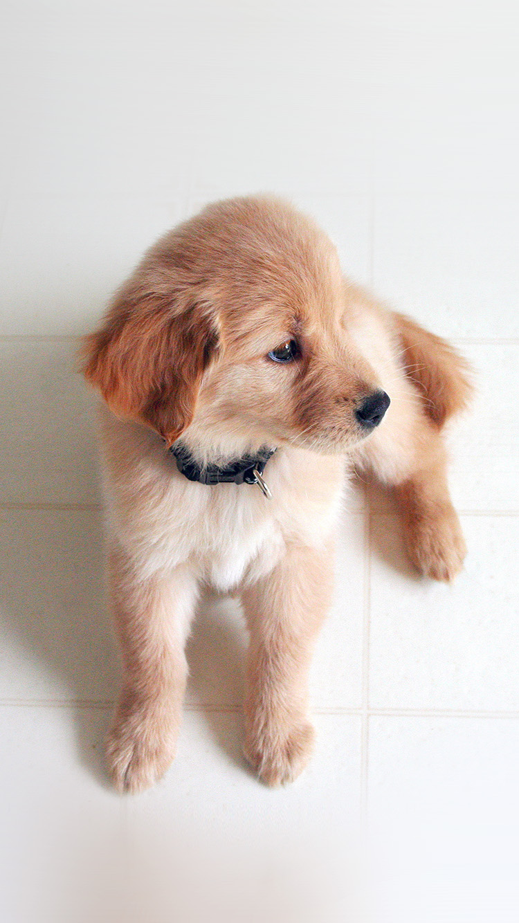 Cute Wallpapers Dog Iphone - HD Wallpaper 