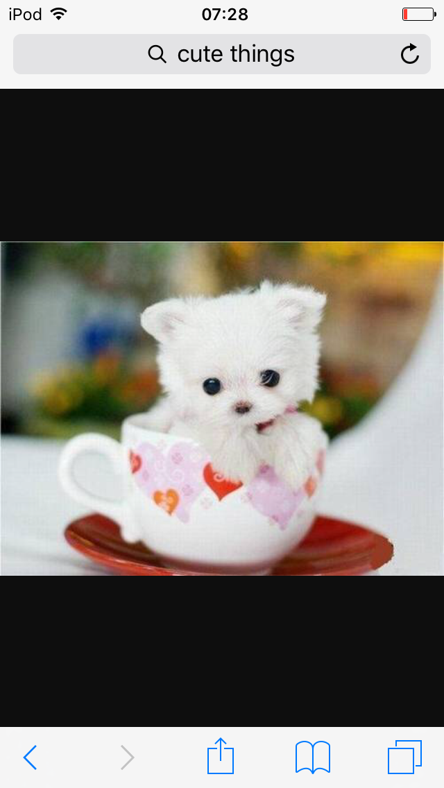 Cute Puppie 🐶🙈 - Puppy - HD Wallpaper 