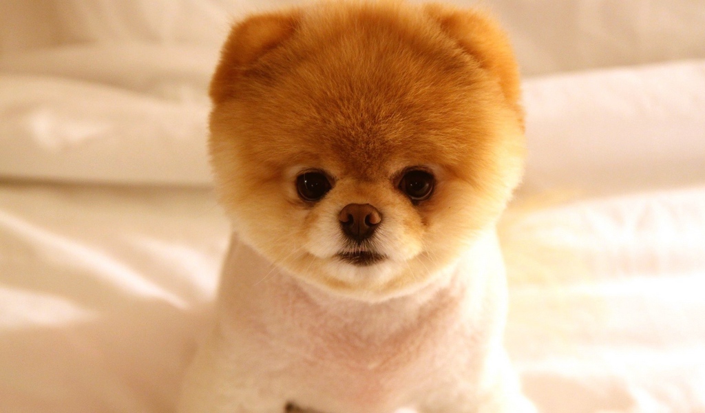Wallpaper Puppy, Muzzle, Cute, Fluffy - Looks Like A Teddy Bear - HD Wallpaper 