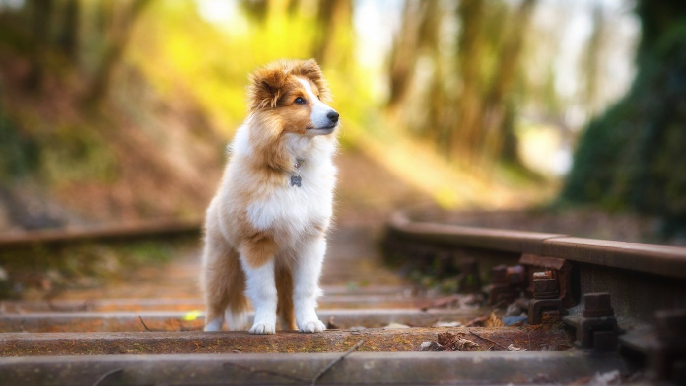 Full Hd Wallpapers Of Cute Animals - HD Wallpaper 