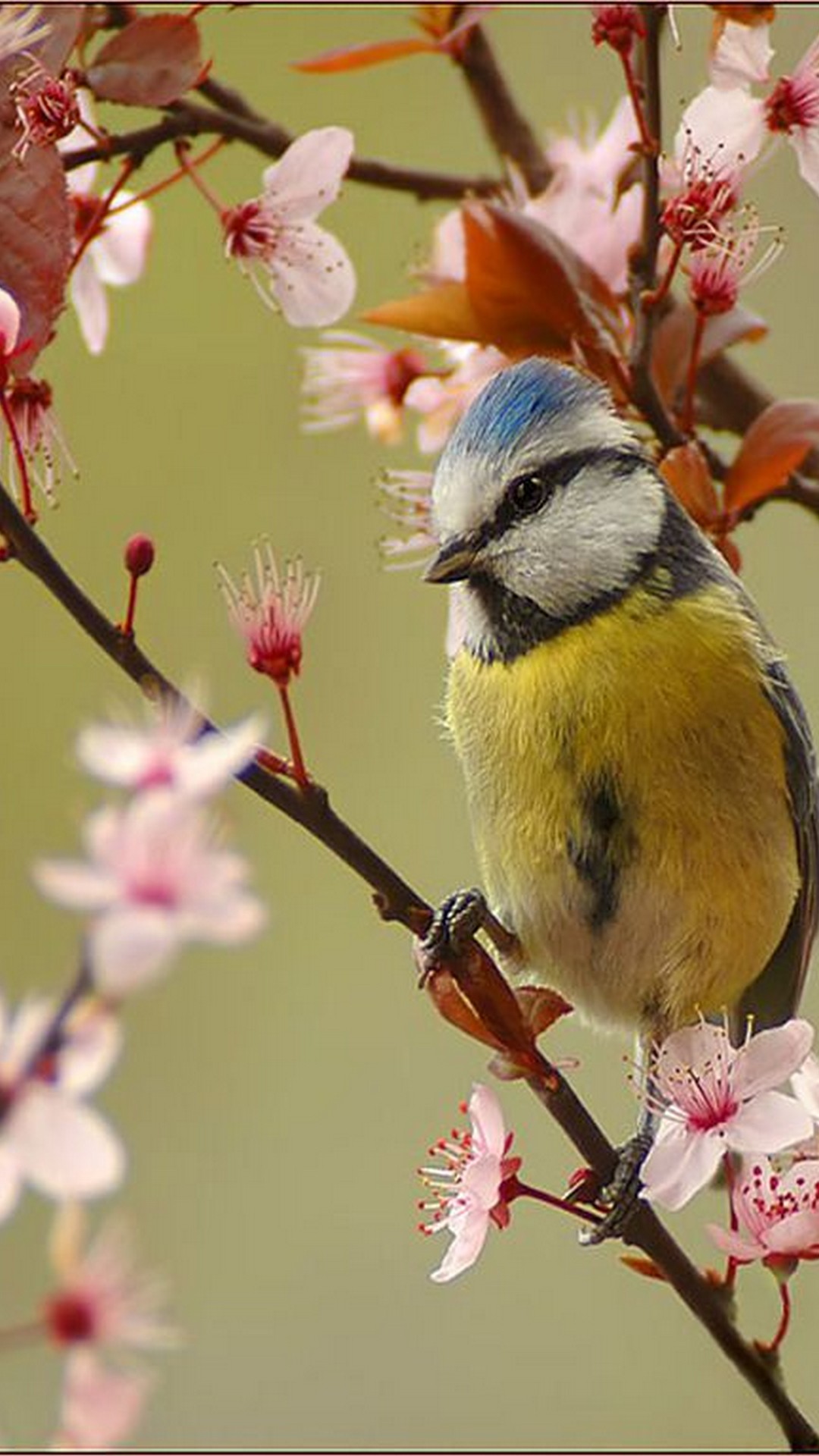 Wallpaper Android Cute Spring With Hd Resolution - HD Wallpaper 