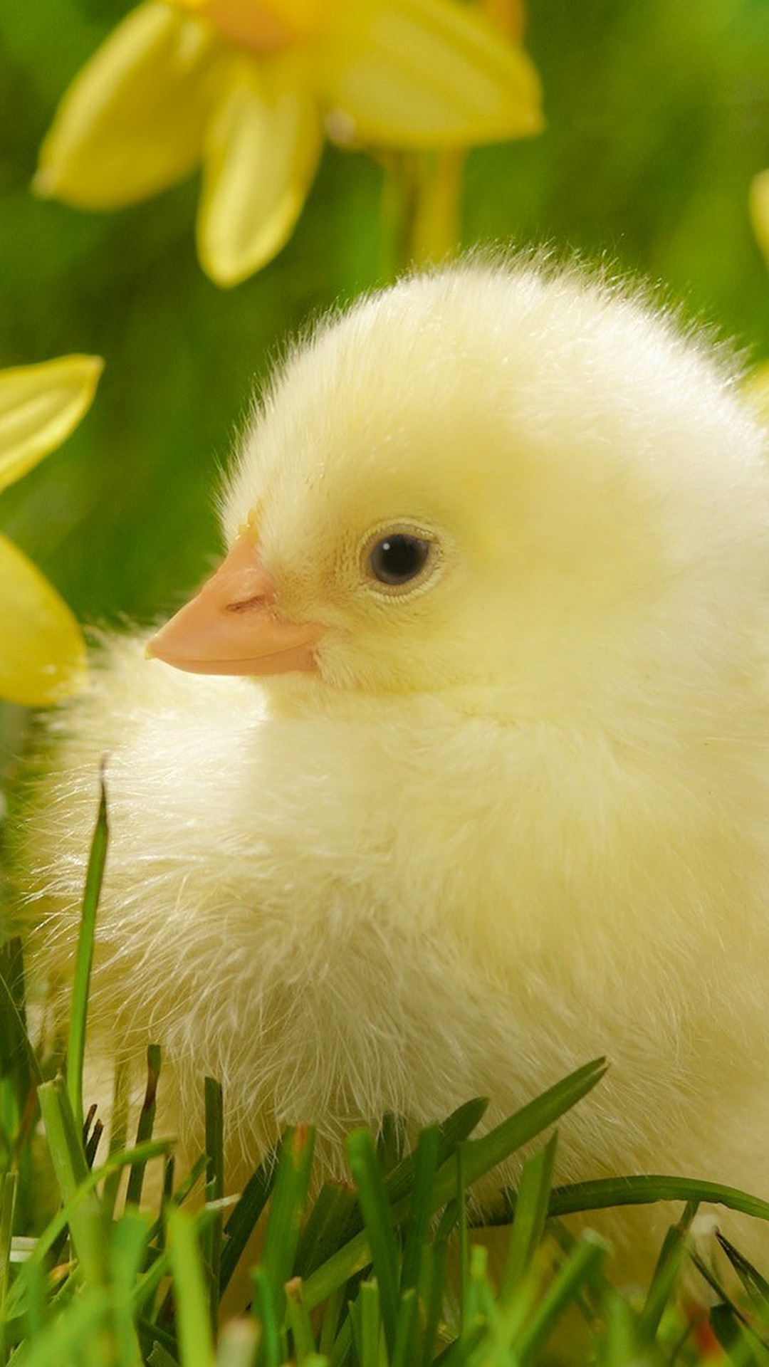 Iphone 7 Wallpaper Cute Spring Resolution - Little Chicks - HD Wallpaper 