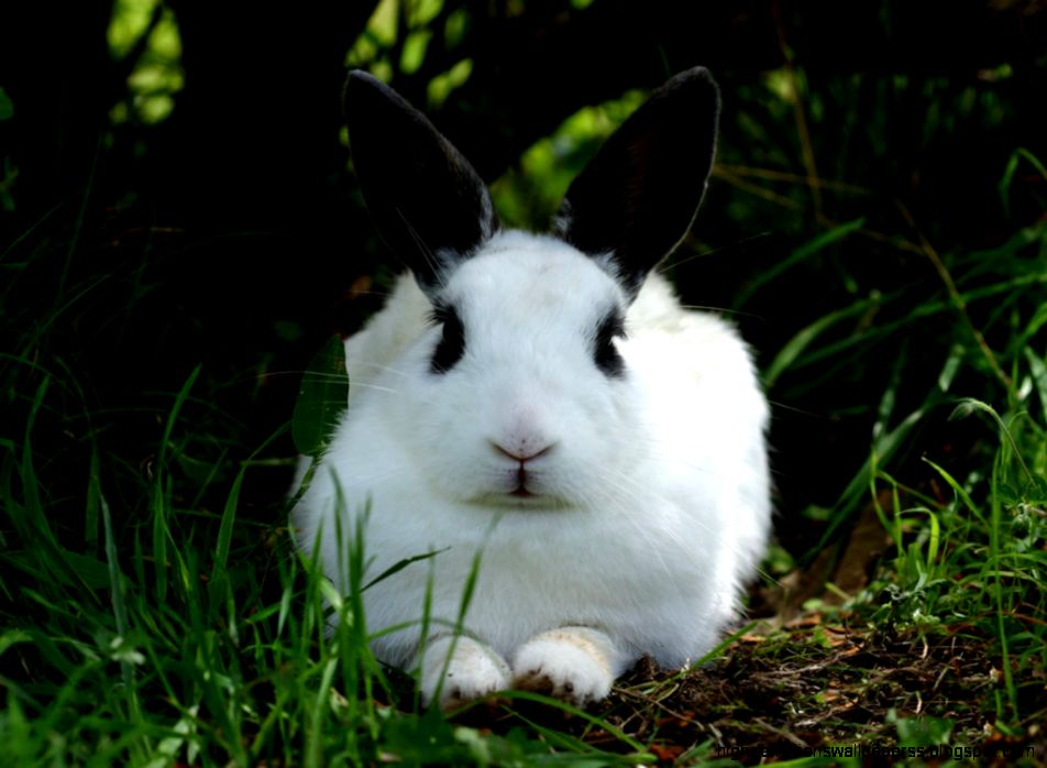 Black And White Rabbit Cute Wallpaper 10851 Wallpaper - Rabbit With Black Ears - 952x698 Wallpaper Black And White Rabbit Cute Wallpaper 10851 Wallpaper - Rabbit With Black Ears - 952x698 Wallpaper