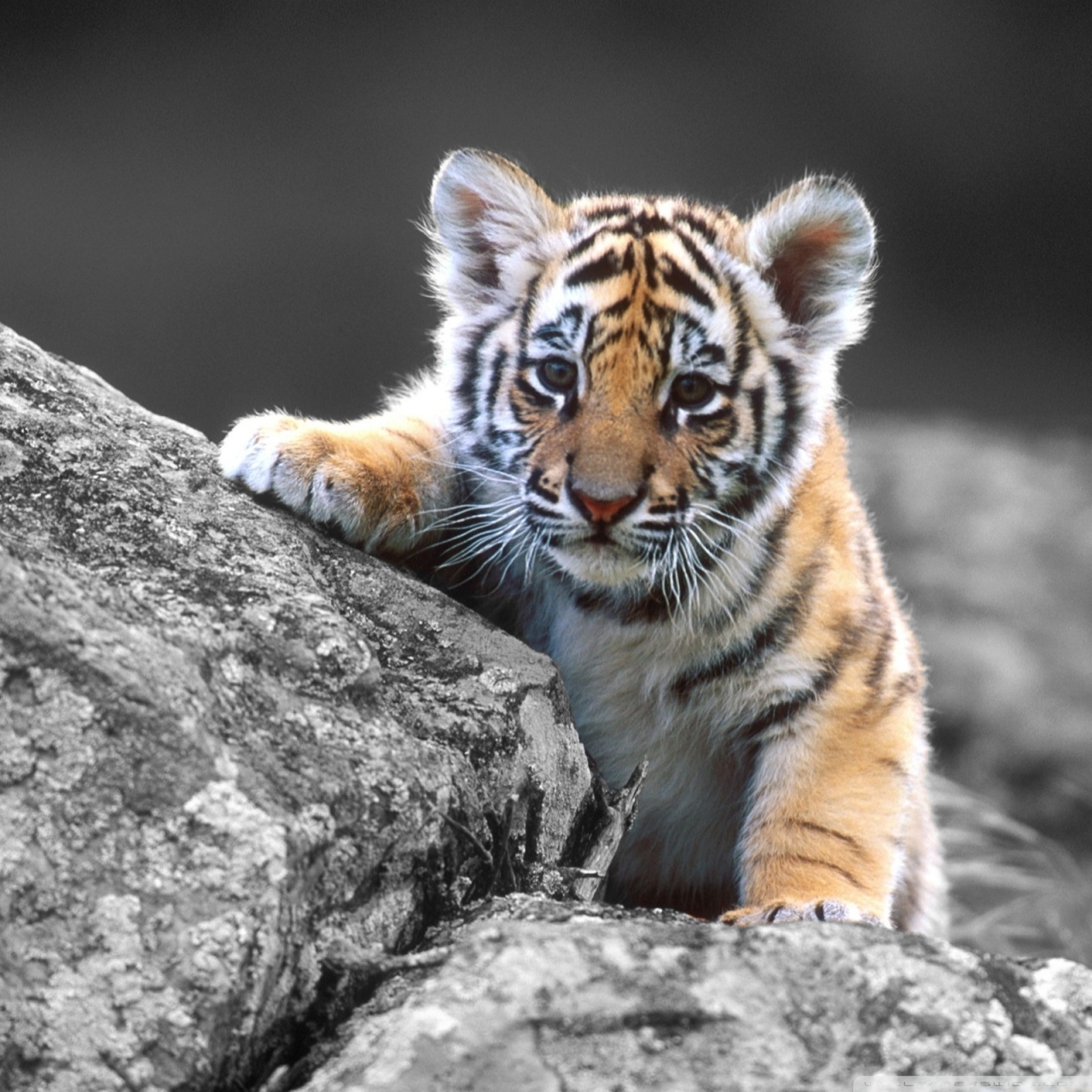 Cute Tiger Cub - HD Wallpaper 