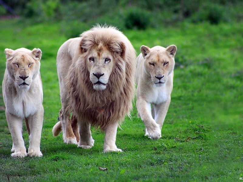 Cute Animals Lion Family Wallpaper - Lion Roaring In Jungle - HD Wallpaper 
