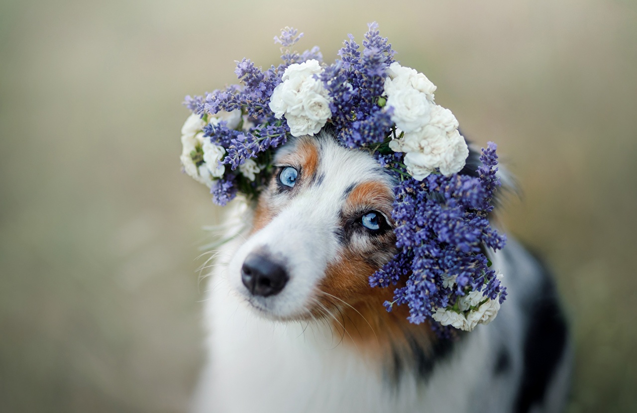 Cachorros Com Coroa Flores - HD Wallpaper 