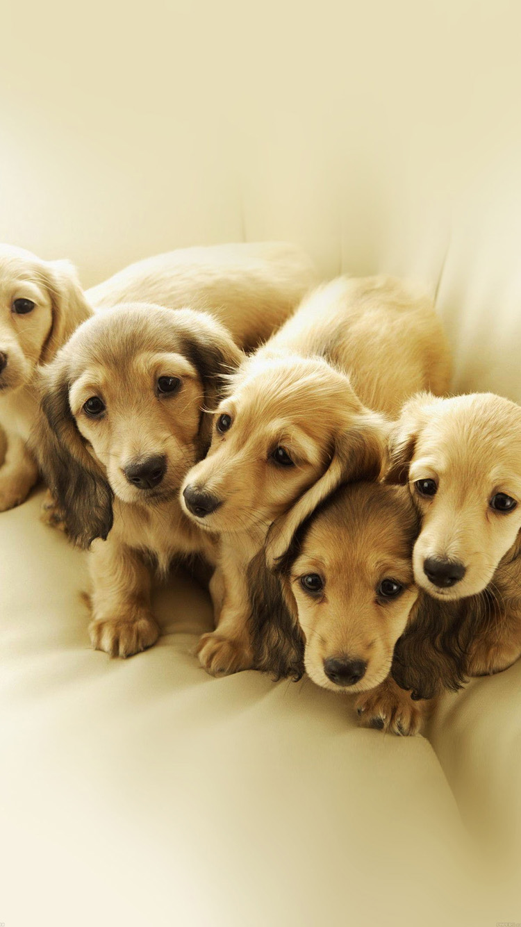 Cute Puppy Family - HD Wallpaper 
