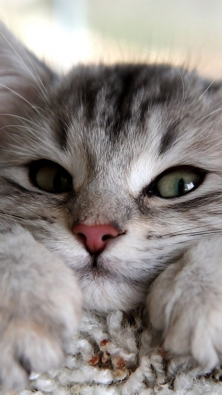 Cute Cat Wallpaper Iphone - HD Wallpaper 