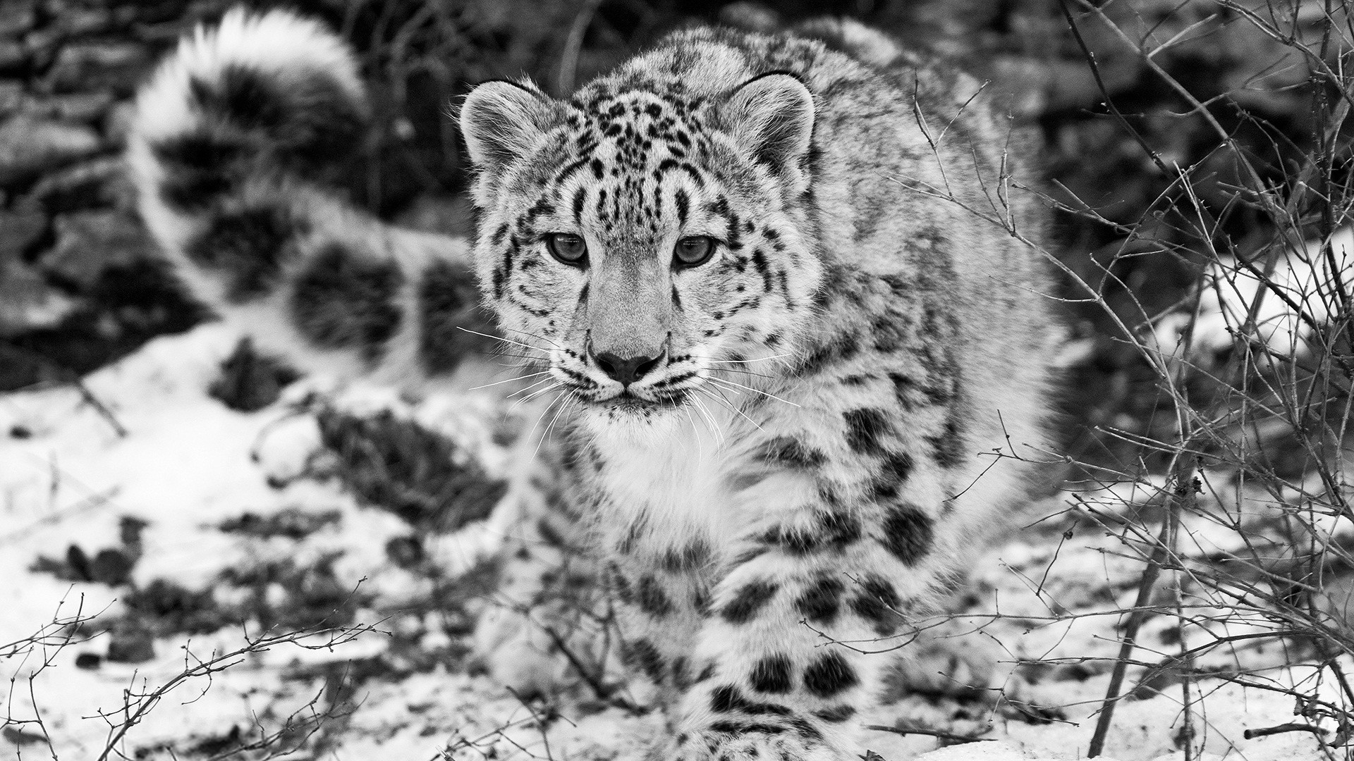 Black White Leopard Pic - Snow Leopard Black And White - HD Wallpaper 