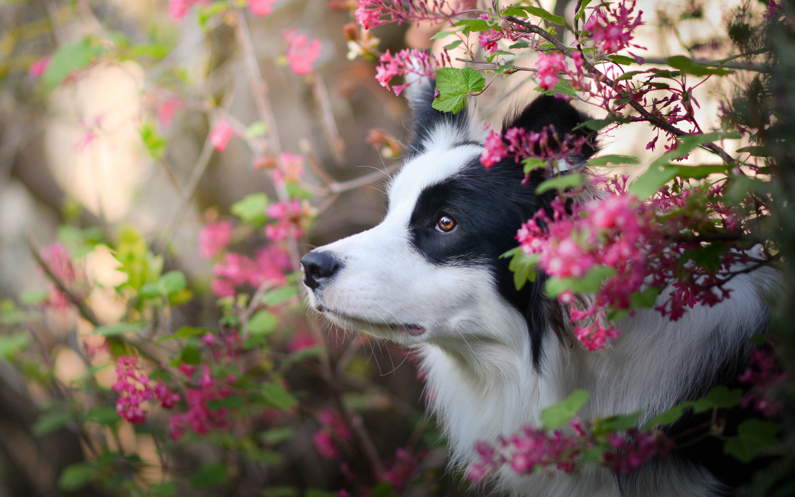 Border Collie Dog, Spring, Close-up, Puppy, Pets, Cute - Border Collie Wallpaper Spring - HD Wallpaper 