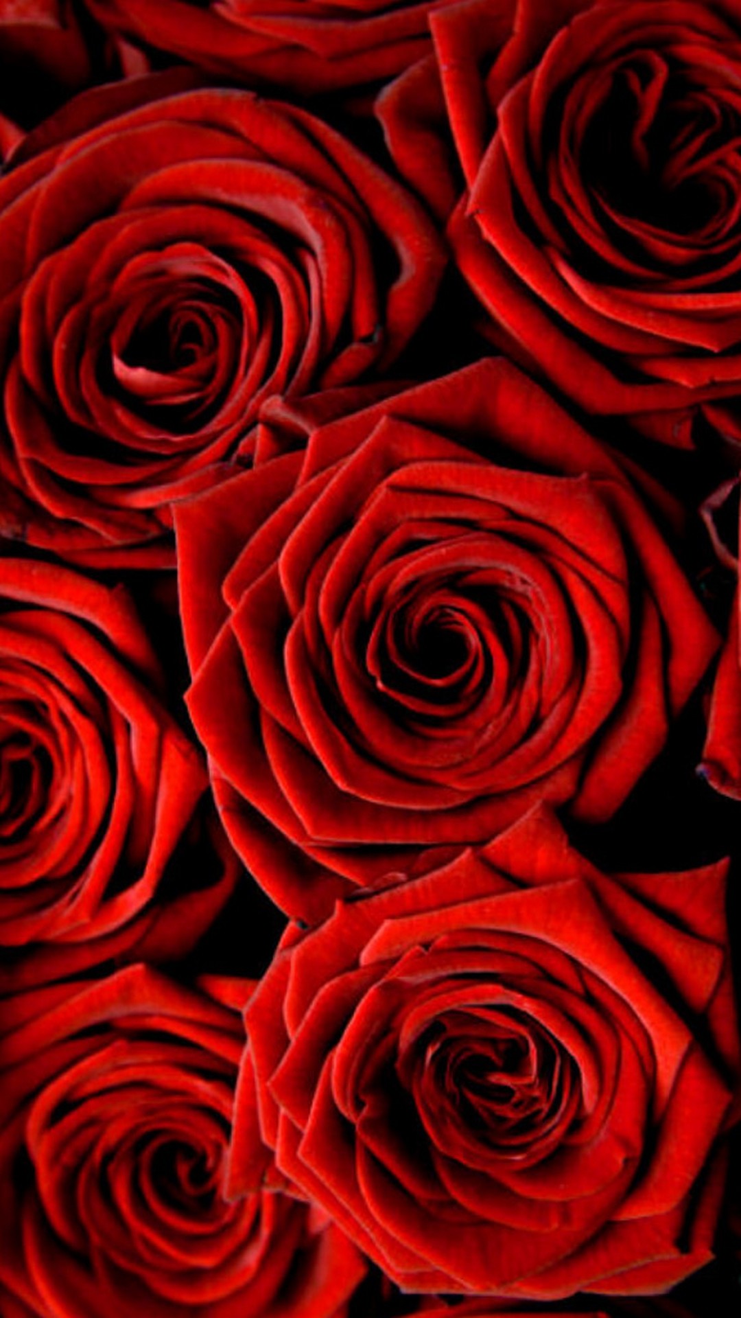 Rose Wallpaper For Iphone - Full Screen Rose Wallpaper Hd - HD Wallpaper 