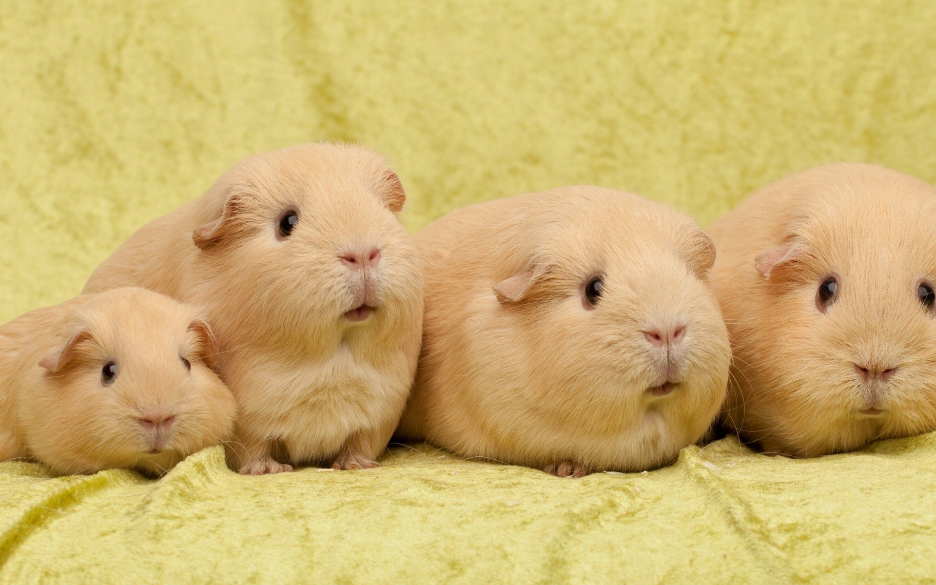 Guinea Pig - HD Wallpaper 