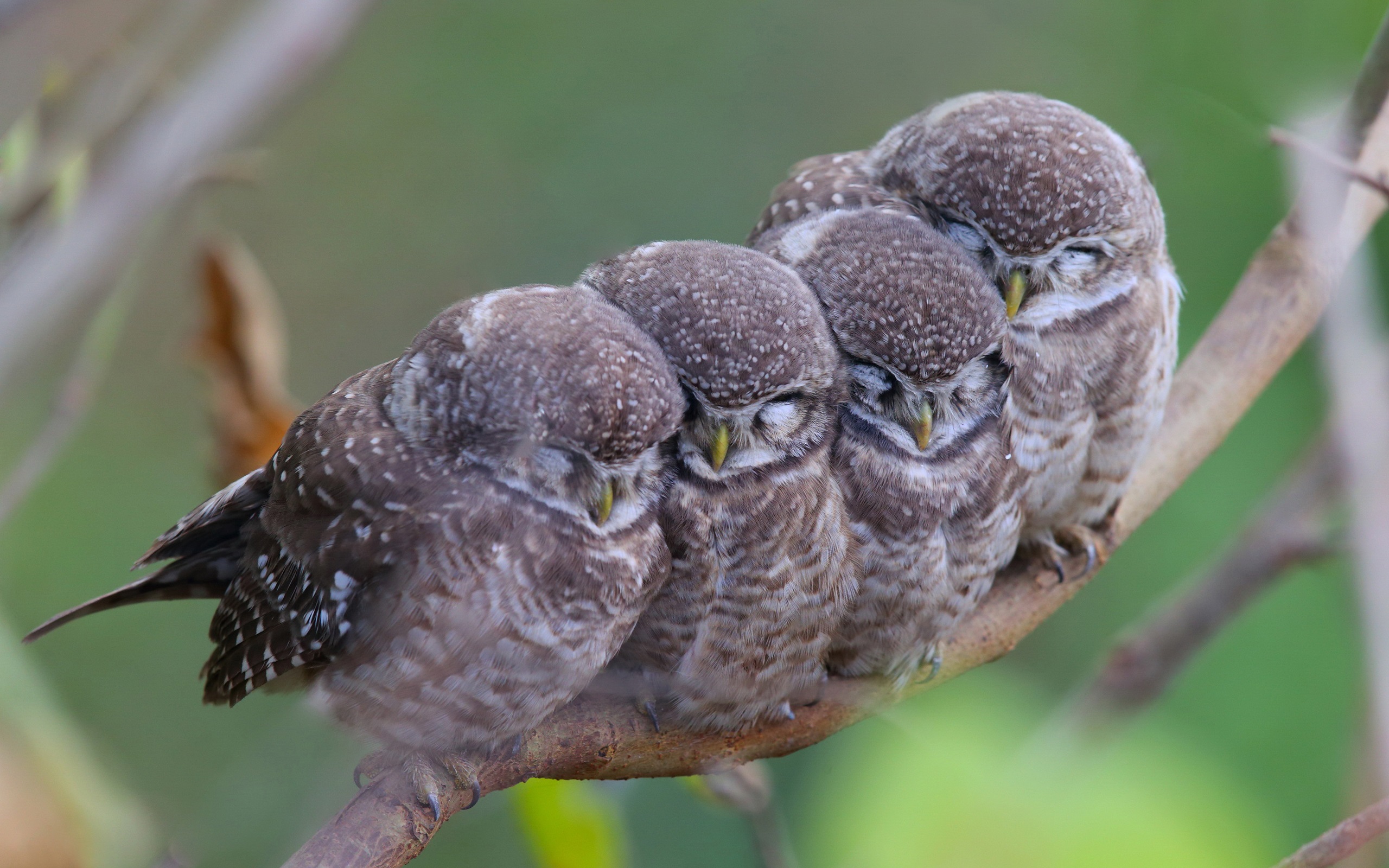 Wallpaper Spotted Owls, Family - Baby Owl - HD Wallpaper 