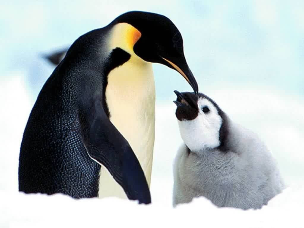 Baby Penguin - HD Wallpaper 