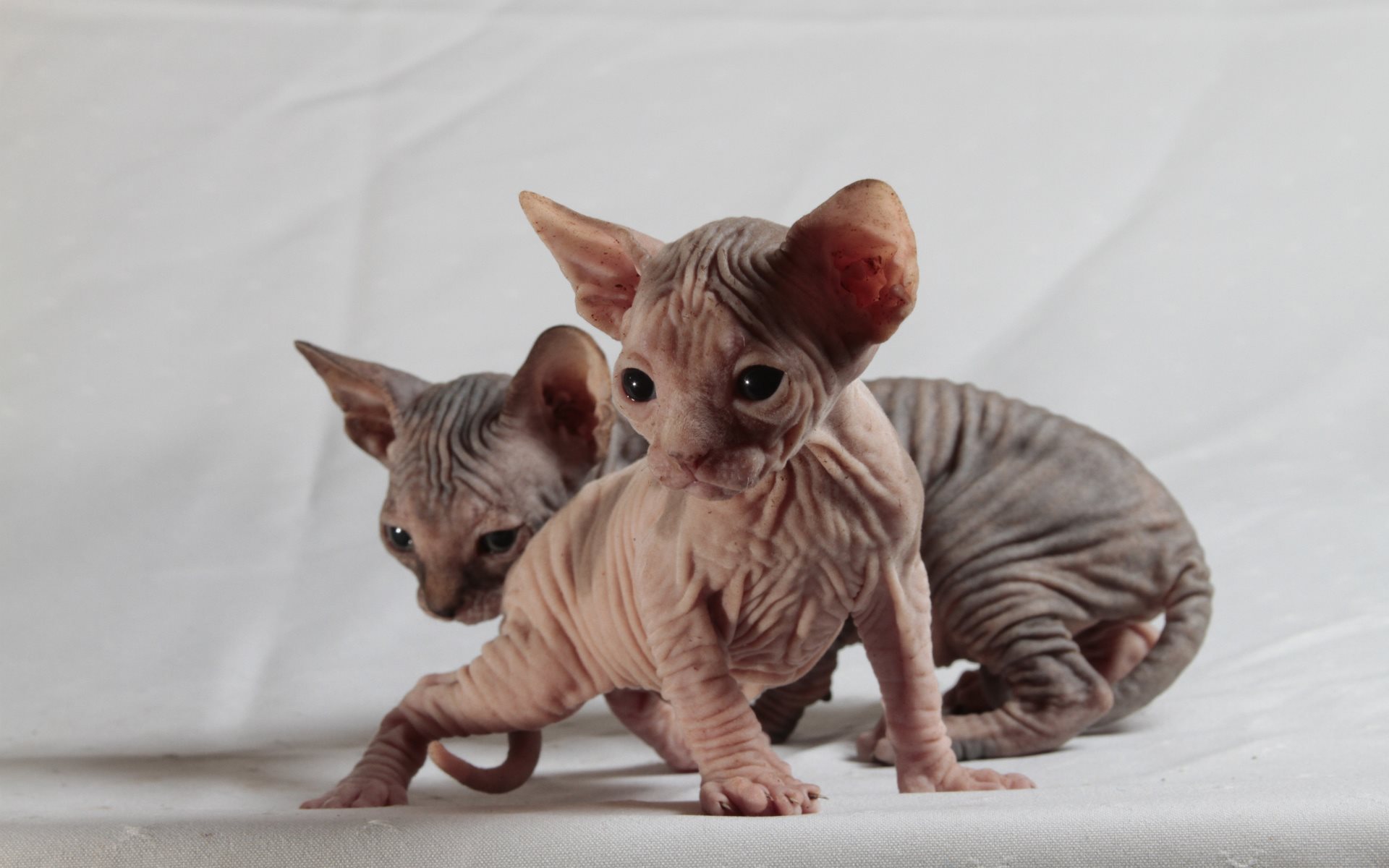 Sphynx Cat - HD Wallpaper 