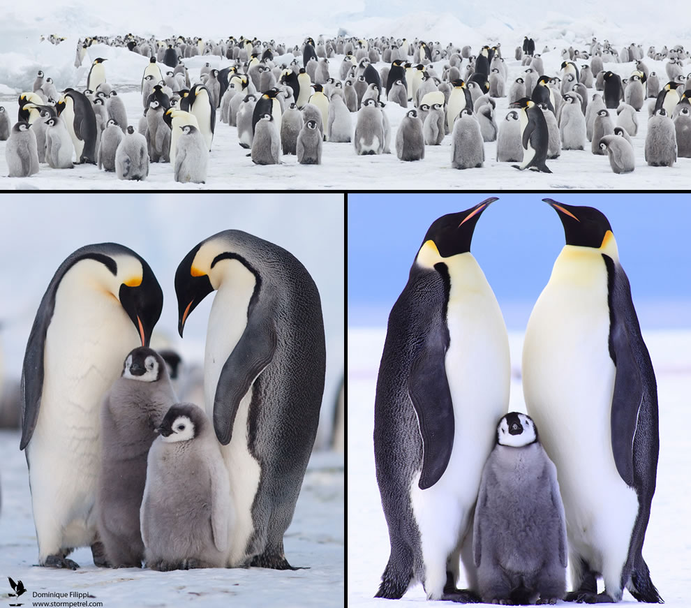 Loving Emperor Penguin Families - Penguin Family Of 4 - HD Wallpaper 
