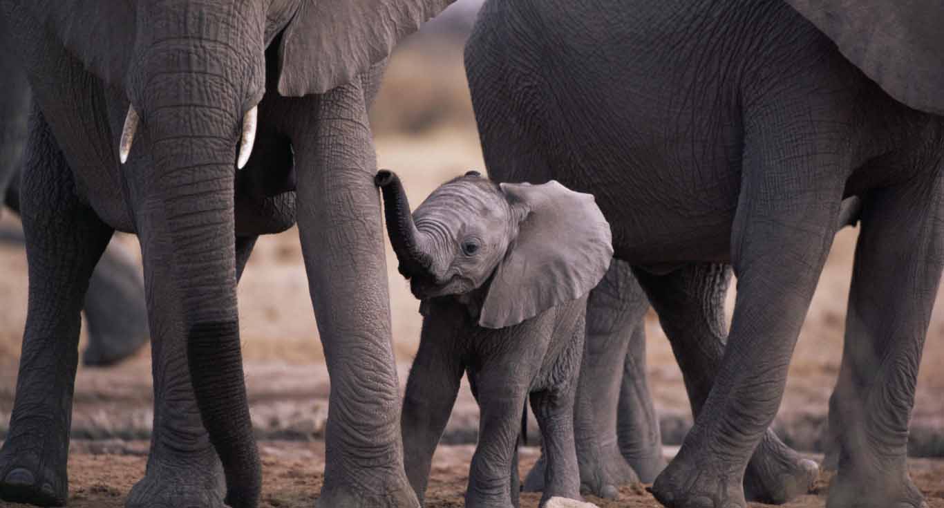 Very Cute Baby Elephant With Family In Jungle Hd Wallpapers - Fonds D Ecran Elephants - HD Wallpaper 
