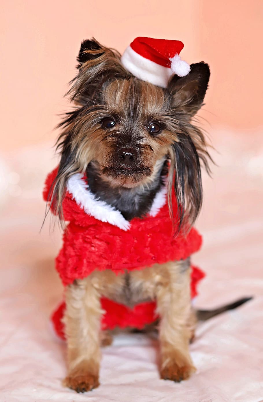 Yorkshire Terrier, Dog, Santa Claus, Cute, Cap, Dress, - Yorkshire Terrier - HD Wallpaper 