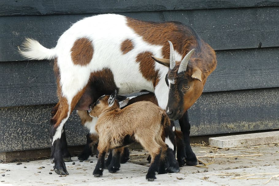 Goat With Kids, Feed, Drinking, Young, Cute, Animal - Kid Goat French Alpine - HD Wallpaper 