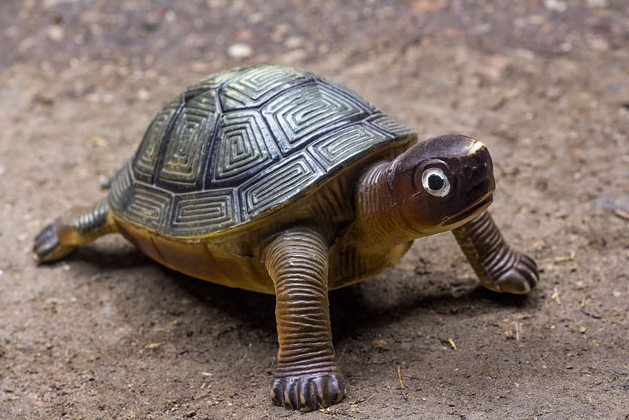 Turtle, Turtle Toy Animals, Toys, Cute, Game, Animal - Eastern Box Turtle - HD Wallpaper 