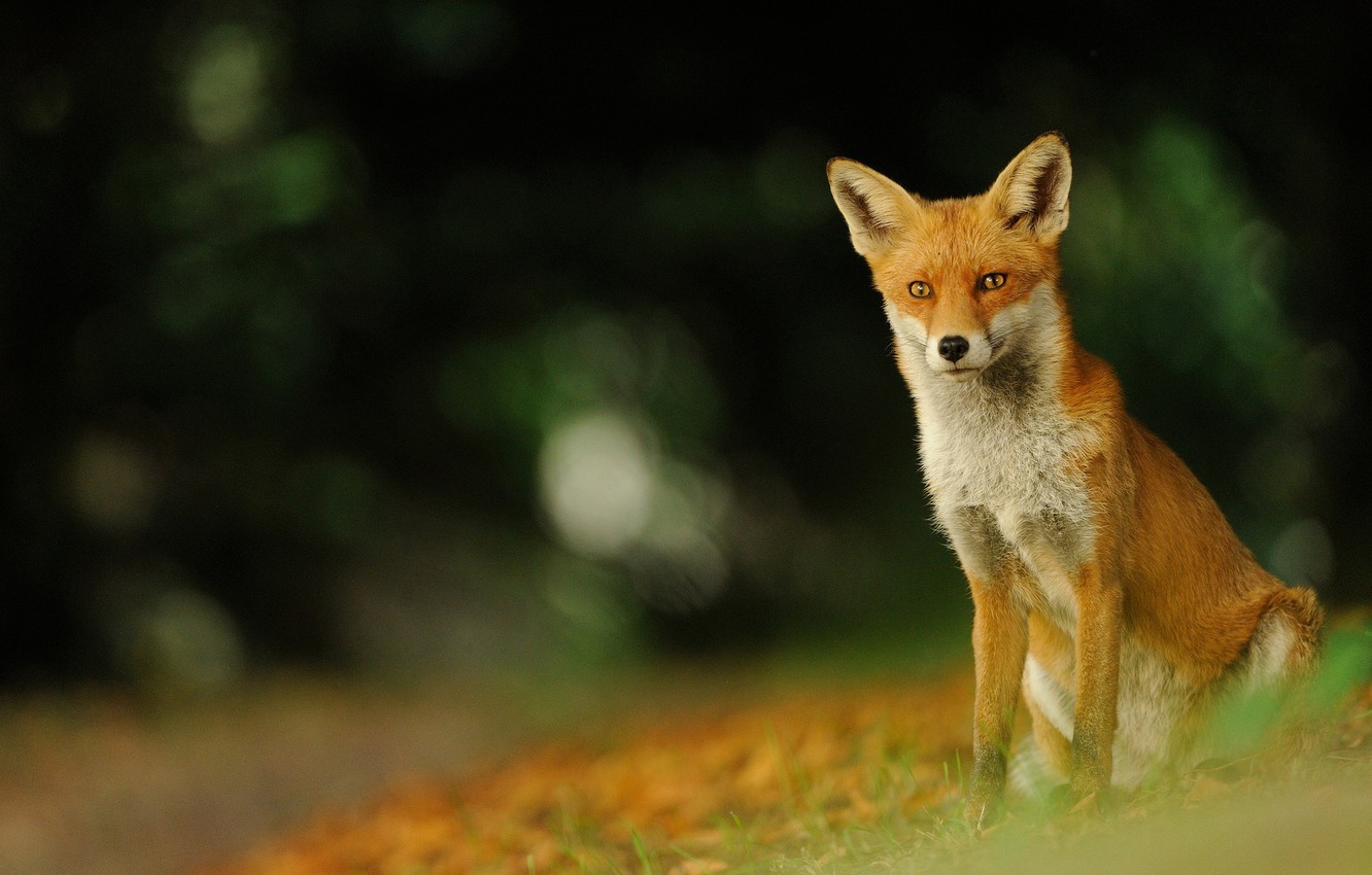 Photo Wallpaper Forest, Animals, Nature, Background, - Swift Fox - HD Wallpaper 