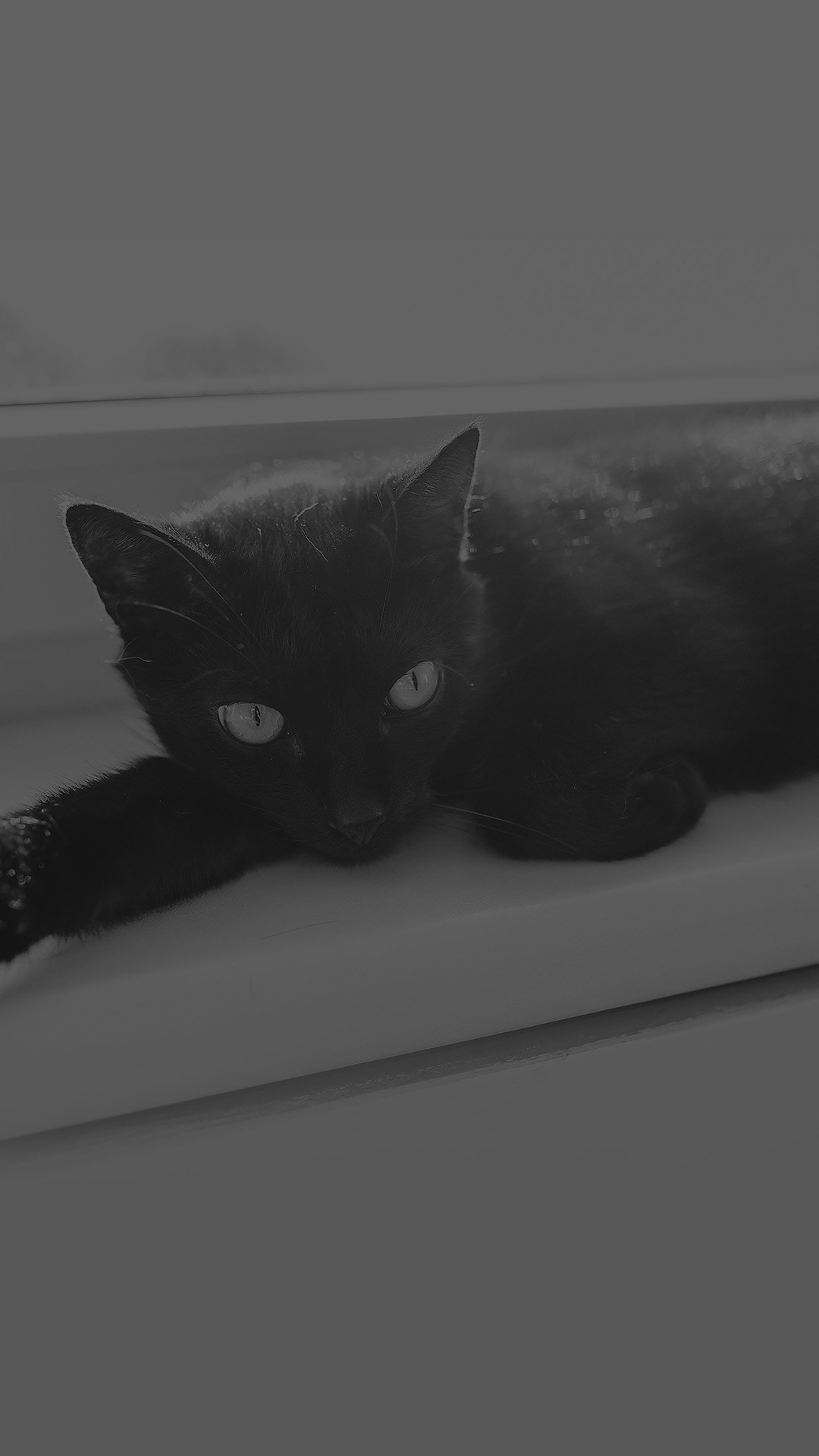 Black Cat Wallpaper Iphone - HD Wallpaper 