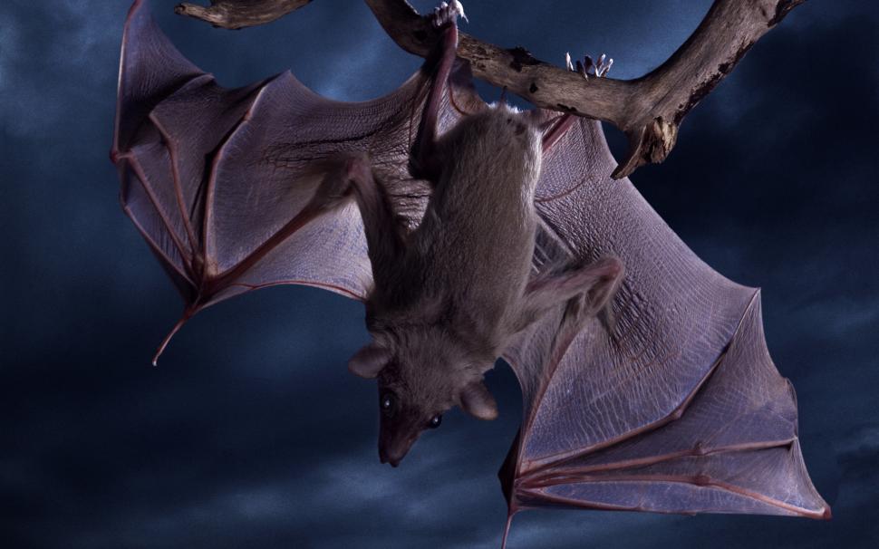 Gone Batty Bat Brown Creepy Cute Dark Fly Furry Halloween - Bat On A Branch - HD Wallpaper 