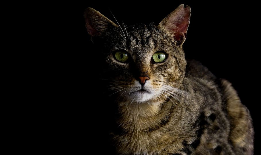 Brown Tabby Cat, Animal, Close-up, Cute, Dark, Domestic, - Cat - HD Wallpaper 