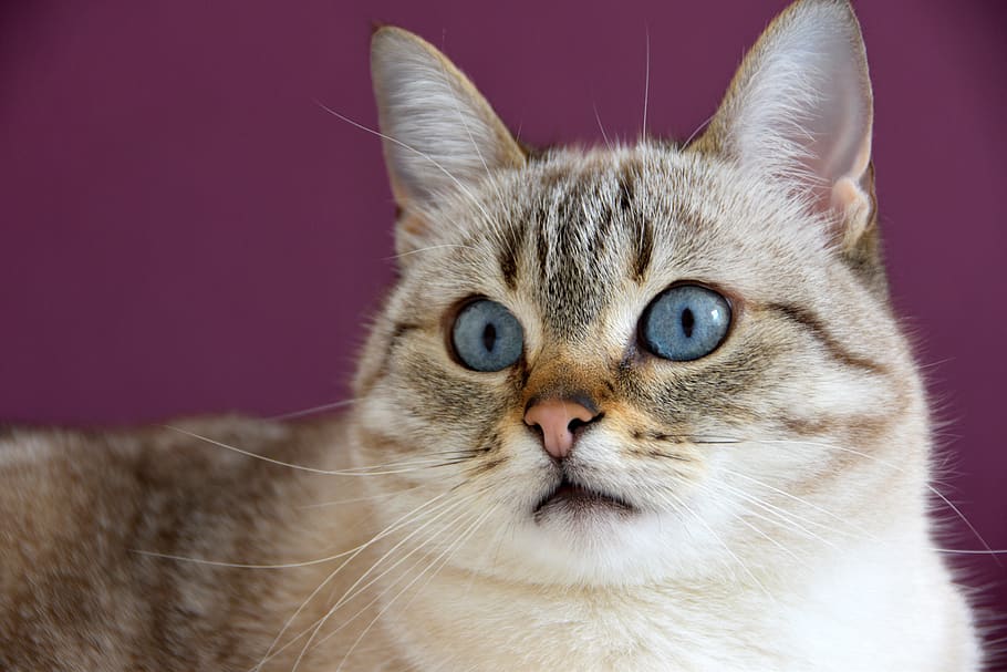 Cat, Cute, Look, Blue, Feline, Fur, Portrait, Animals, - Cat - HD Wallpaper 