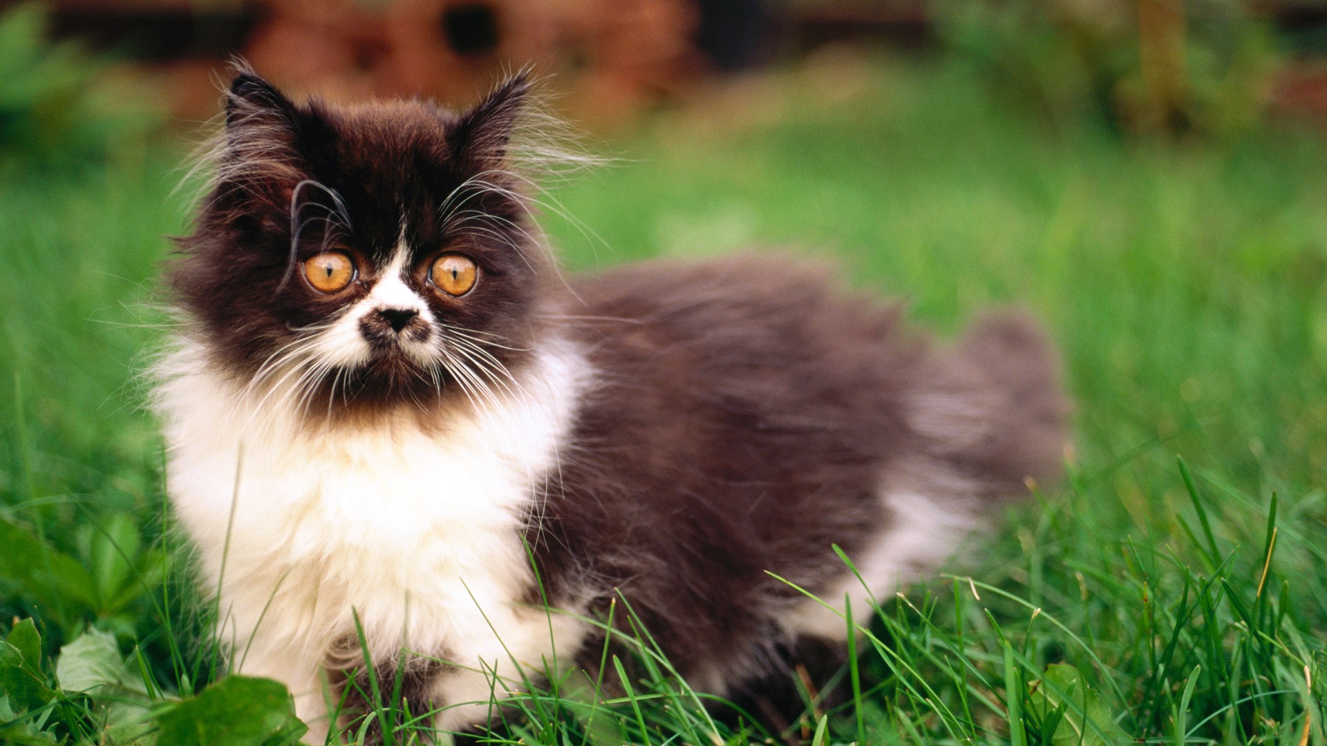 Hd Wallpaper Cute Cat Photo - Long Haired Baby Kittens - HD Wallpaper 