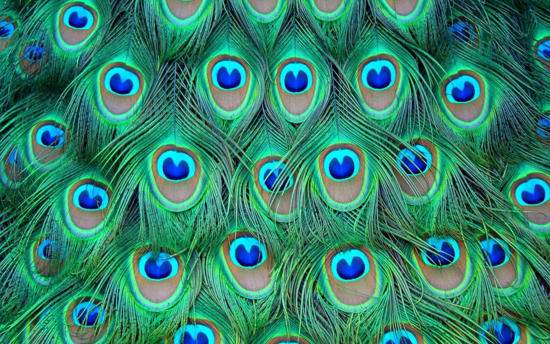 Pin Peacock Feathers Galaxy Desktop Wallpaper Download - Peacock Feather Background - HD Wallpaper 