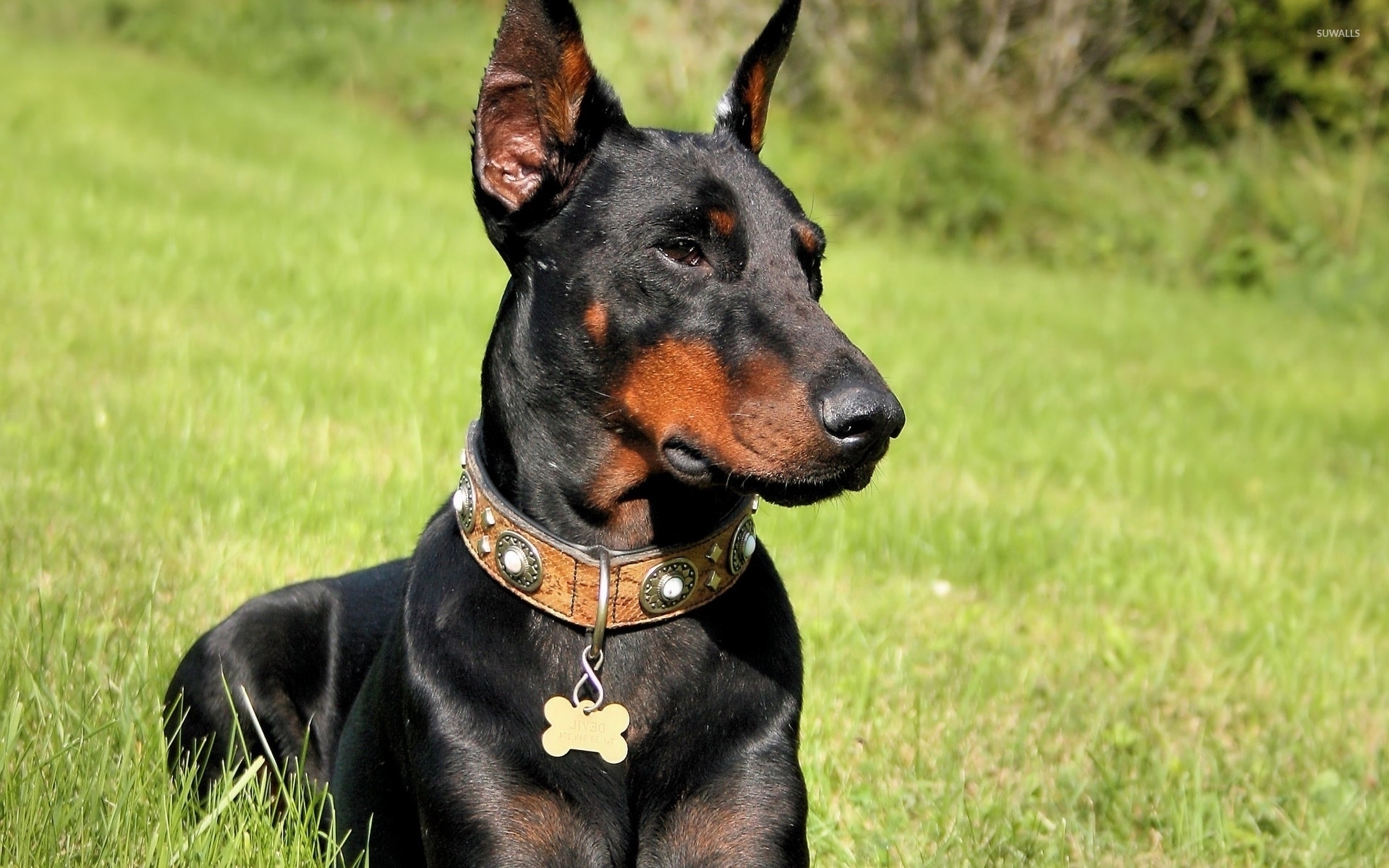 All Doberman Dogs Hd - HD Wallpaper 