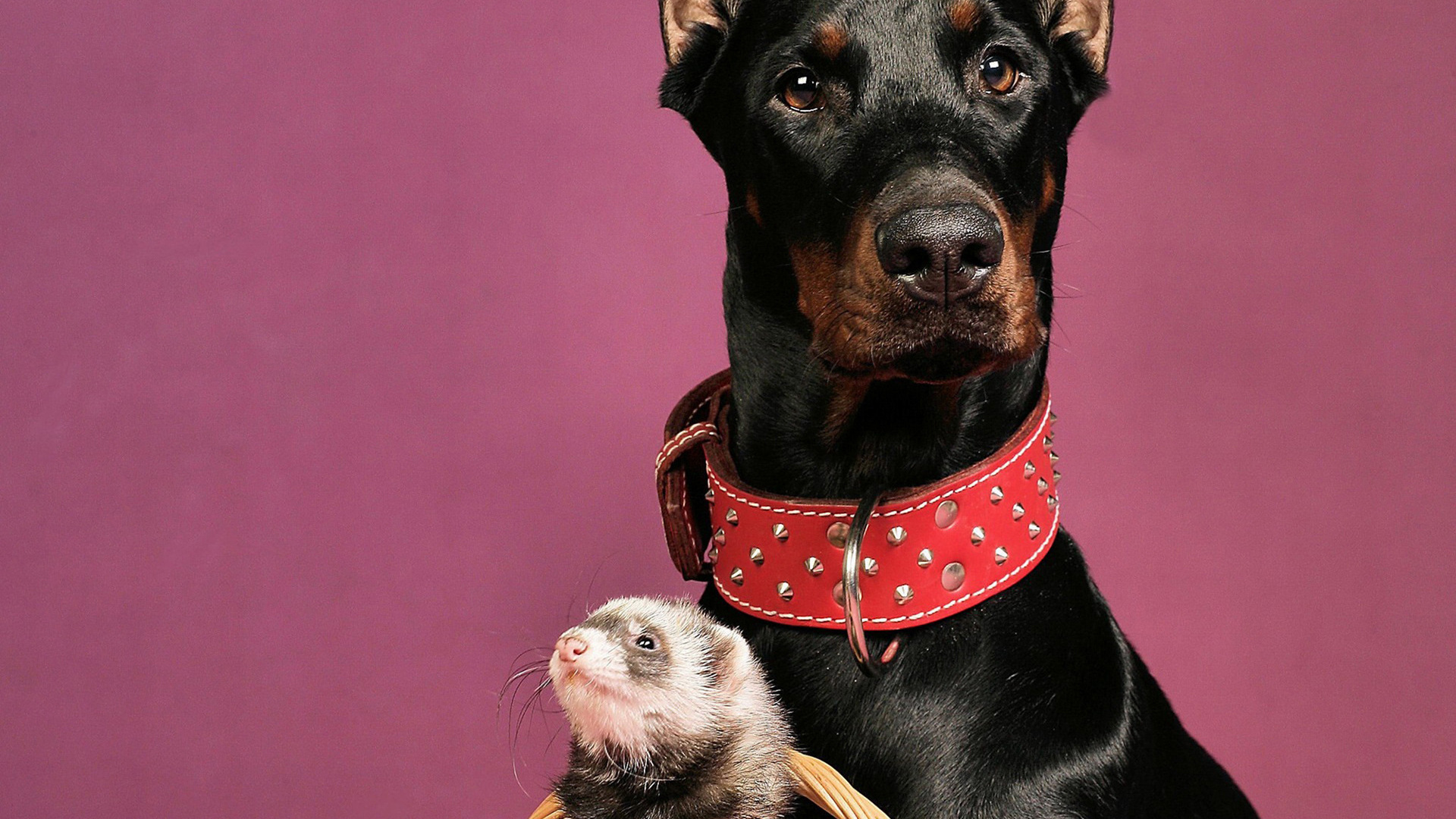 Dog, Ferret, Doberman, Red Collar Desktop Background - Ferret Background - HD Wallpaper 