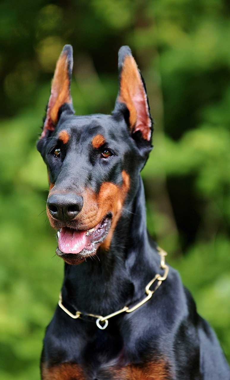 Doberman,dog,nature,free Pictures, Free Photos, Free - Full Hd Doberman Dog - HD Wallpaper 