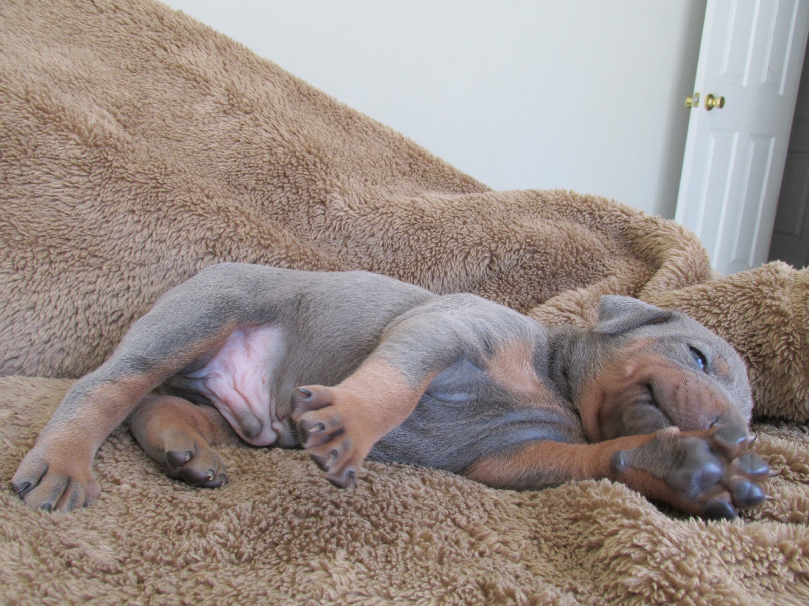 Adorable Doberman Pinscher Dog Breed Wallpaper - Dog Yawns - HD Wallpaper 