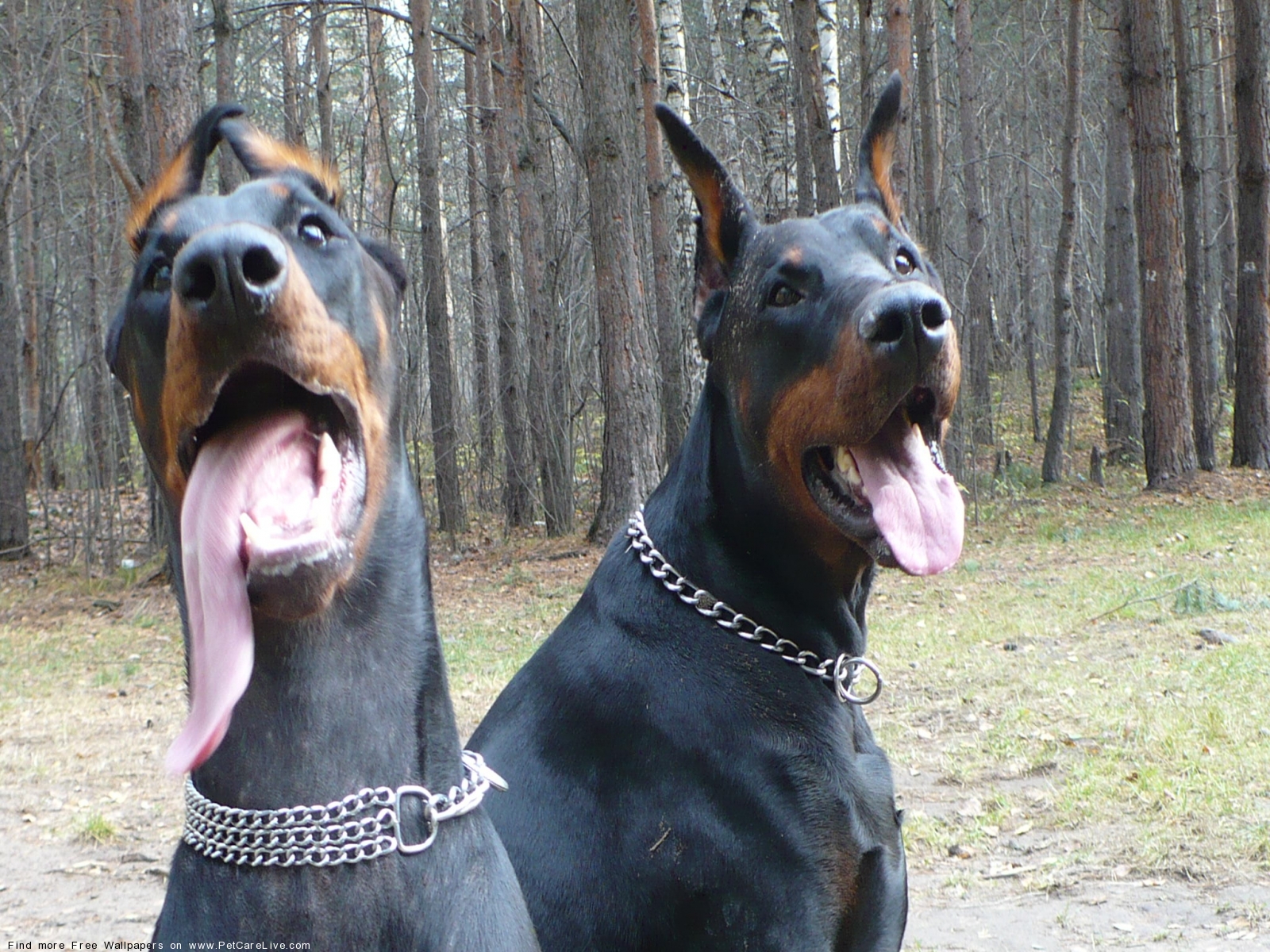 Doberman Desktop - HD Wallpaper 