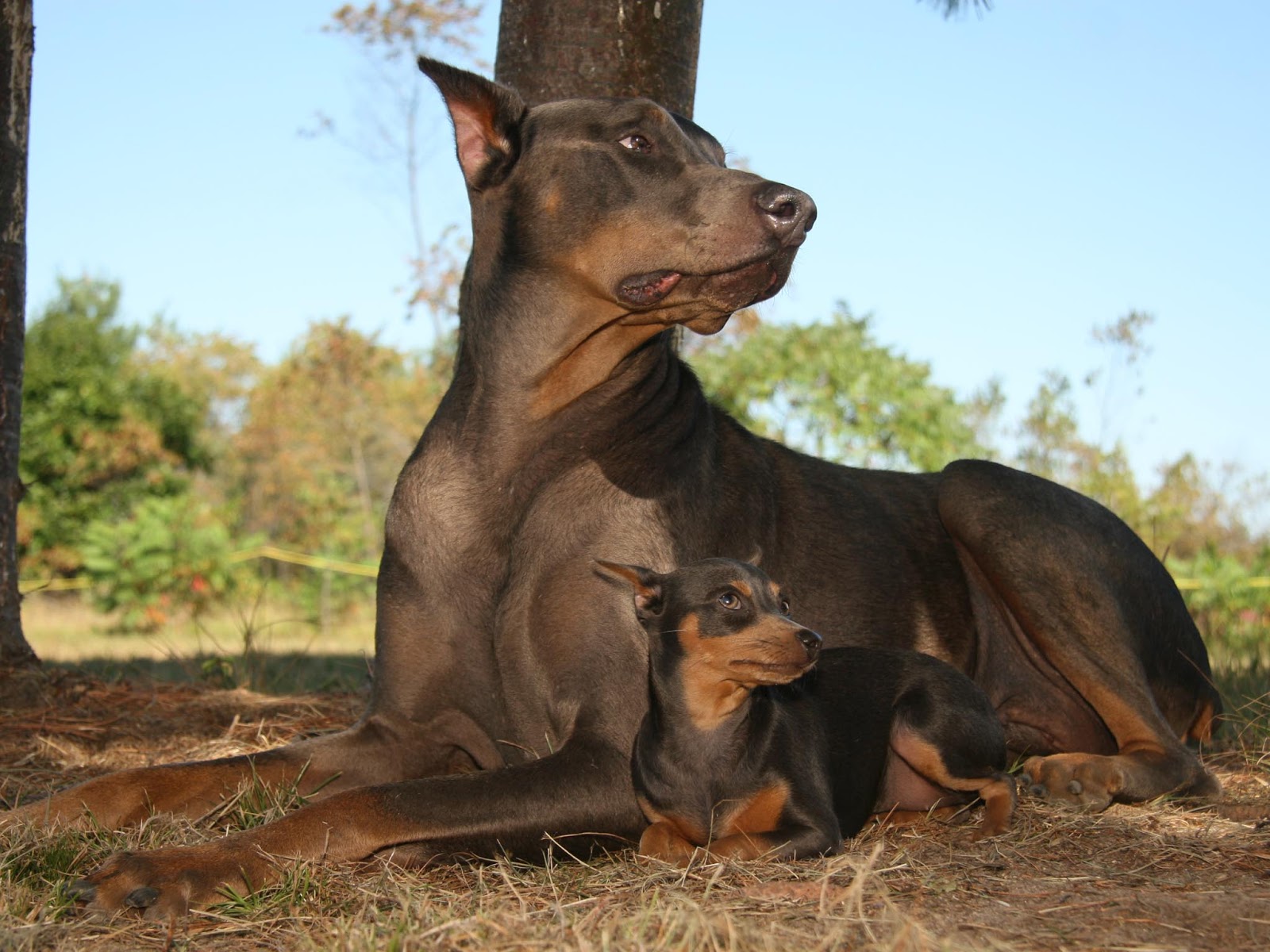 Brown Doberman Pinscher - HD Wallpaper 