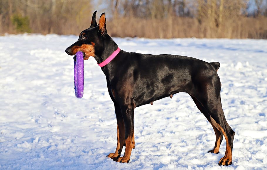 Doberman, Dog, Hoop, Consists Of, Snow, Smart, Domestic - Doberman - HD Wallpaper 