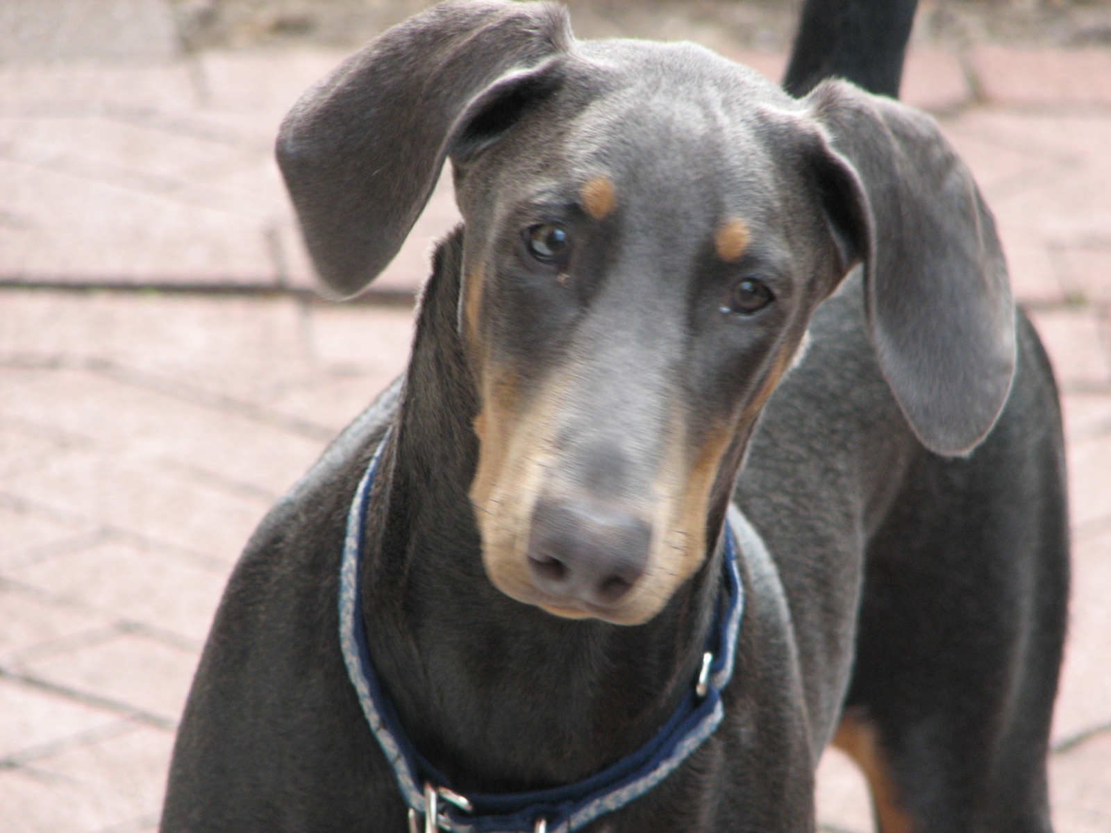 Sad Doberman Pinscher Dog Wallpaper - Blue Doberman With Floppy Ears - HD Wallpaper 