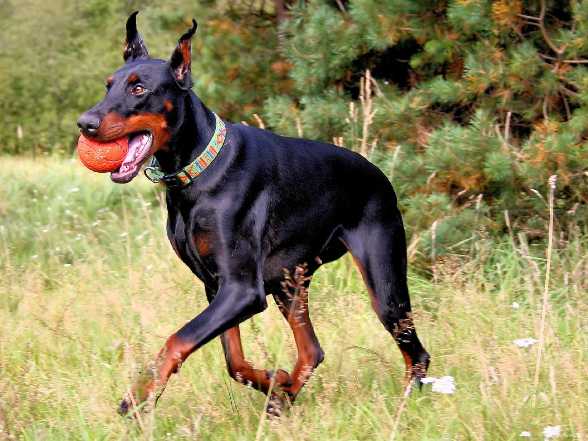 Doberman 80s - HD Wallpaper 