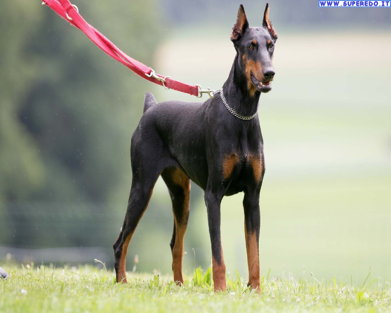 Dobermann - 1280x1024 Wallpaper - teahub.io
