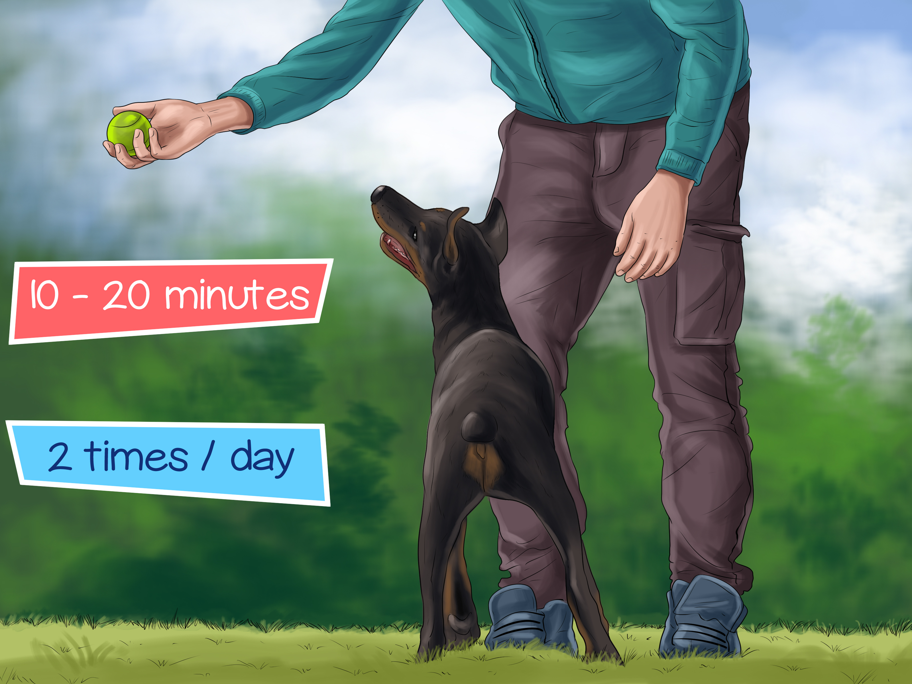 Image Titled Care For Doberman Pincshers Step - Dobermann - HD Wallpaper 