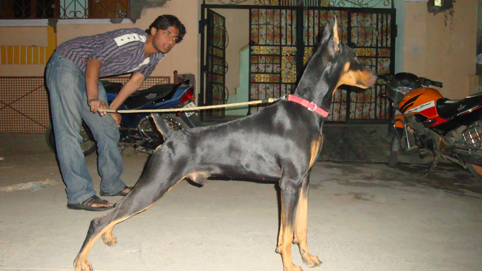 Doberman Mr Burns - HD Wallpaper 