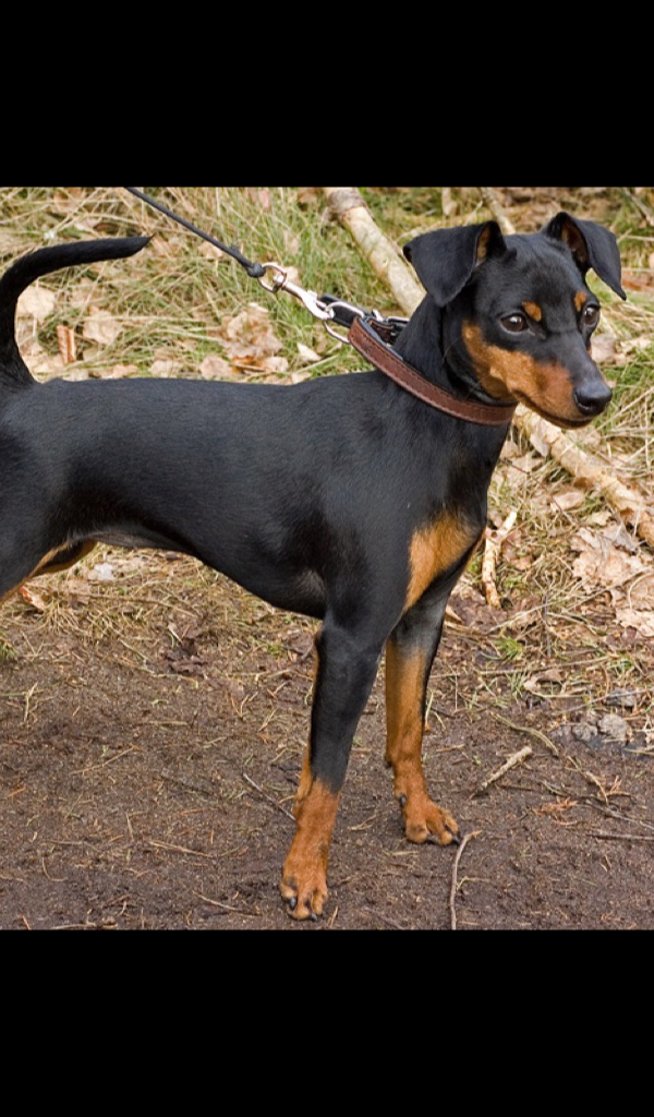 Dog Breed Starting With M - HD Wallpaper 