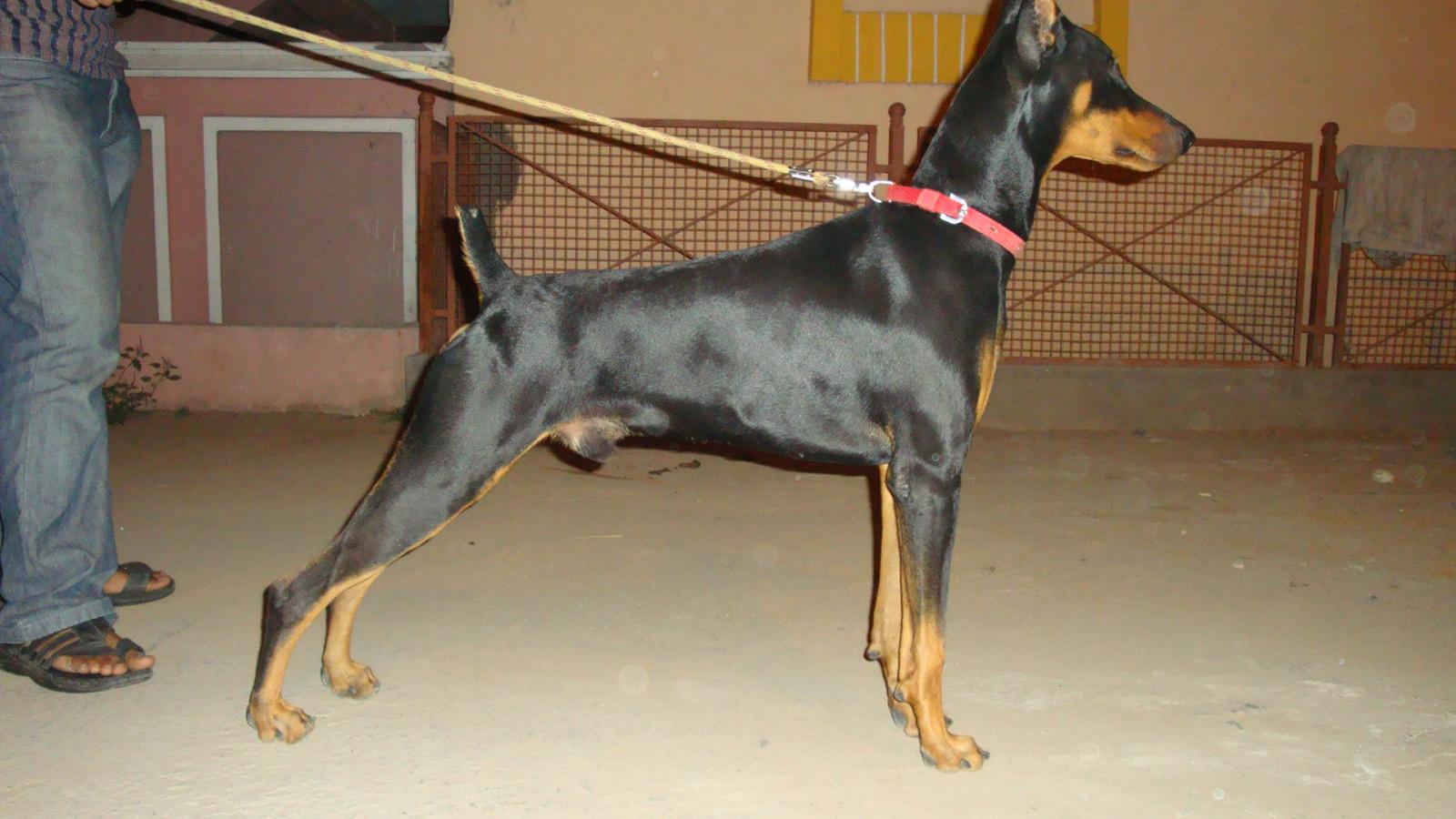 Dobermann - HD Wallpaper 