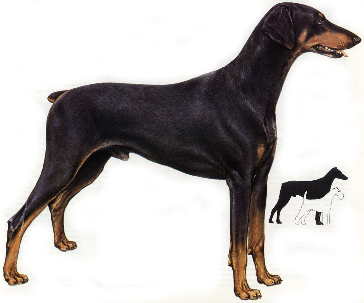 Dog, Doberman, Photo, For Design - Dobermann - HD Wallpaper 