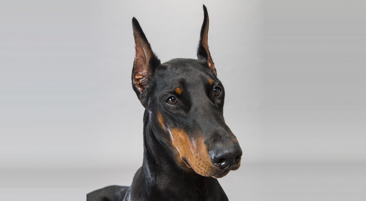 Doberman Pinscher Hd Wallpapers, Desktop Wallpaper - Swindle Dog - HD Wallpaper 