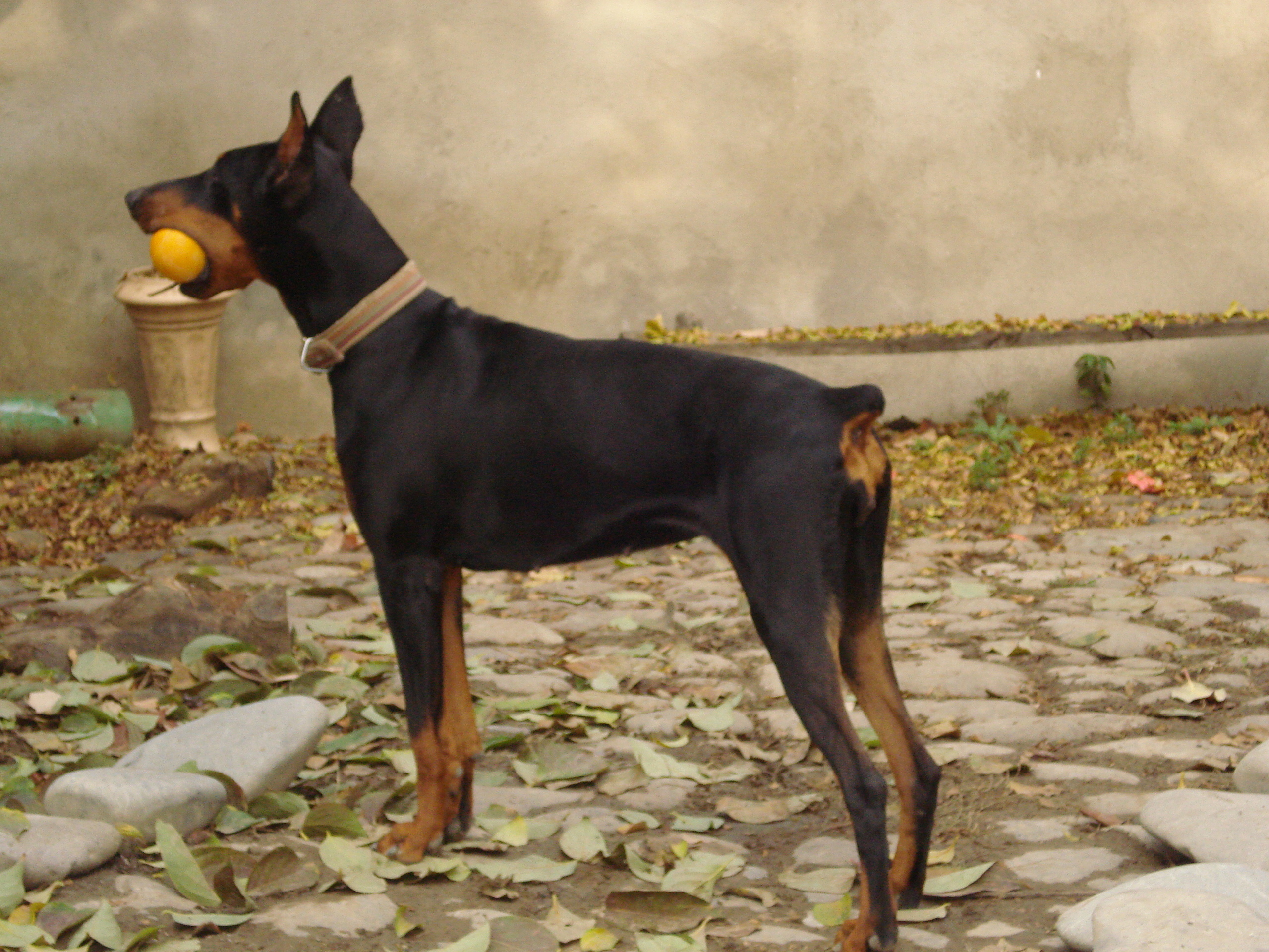 Her Name Is Jeni - Dobermann - HD Wallpaper 